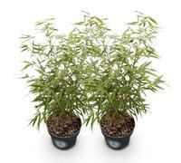 Bambù Fargesia Scabrida, Sempreverde, Verde, Set da 2, Vaso 23 cm, H80 cm