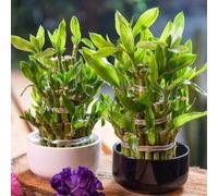 bambù fortunato bonsái semi di interni balcone serra giardino balcone decorativi decorazione decorativa bonsái 300pcs