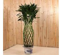 bambù fortunato - d'appartamento esotiche giardino balcone, semi di vaso, 50pcs