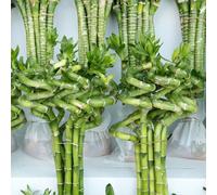 bambù fortunato - giardino semi letto elevato giardino balcone, resistenti decorativi ufficio semi 50pcs