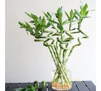 bambù fortunato - interni verdi giardino balcone, resistenti riverdimento tetti selvatici giardino semi 30pcs