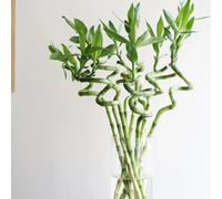 bambù fortunato - ornamentali semi di d'appartamento semi giardino di vaso, resistenti 10pcs