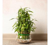 bambù fortunato - semi giardino semi di balcone giardino balcone, 300pcs