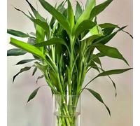 bambù fortunato - semi giardino ufficio di balcone giardino 60pcs