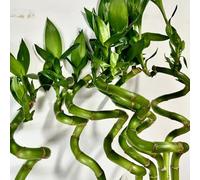 bambù fortunato semi, perenni appartamento, resistenti all'esterno, 10pcs