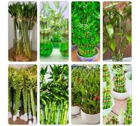 bambù fortunato ufficio giardino rocce decorative interni decorativo semi di bambù interni balcone riverdimento tetti letto 100pcs