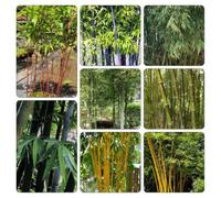 bambù - giardino ufficio semi giardino semi di Aiuole rialzate 400pcs