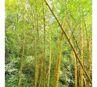 bambù perenni giardino semi di giardino selvatici interni esotici semi del balcone interni resistenti per giardini rocce 220pcs