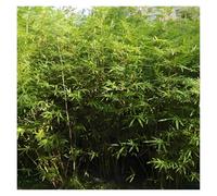 Bambù Piante Alberi artificiali Alberi Di Bambù Artificiali Realistici Staccabili, Simulazione Ristoranti Hotel Biblioteche, Recinzione Privacy Bambù Artificiale Commerciale(70 Bamboos,250cm/98.4 in)