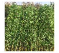 Bambù Piante Alberi artificiali Albero Di Bambù Artificiale Assemblato Per Interni, 1,2 1,5 1,8 2,1 2,5m Di Pianta Artificiale Di Simulazione, Piante Finte Per La Privacy(Pack of 10,2.1m/82.7'')