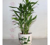 bambù portafortuna selvatici recisi in vaso giardino 250semi