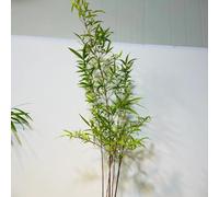 bambù - semi di giardino balcone semi d'appartamento esotiche ufficio Aiuole 100pcs