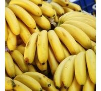 banana - antiche varietà interno in interna resistenti esterno in vaso giardino sul balcone giardino 30semi