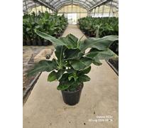 Banano Musa paradisiaca 'Dwarf Cavendish' vaso Ø40 cm | Pianta tropicale da giardino, Altezza 100-110 cm, Vivaio Garden Forest