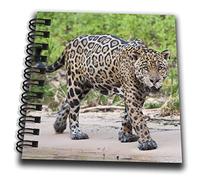 Bandiera 3dRose, Jaguar on The Prowl, blocco note 4x4