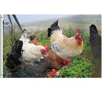 Bandiera Chickens Hens In Summer Spring Rustic Farm Nature Landscape Bandiera Di Benvenuto Decorazione Colori Vivaci Striscione All'Aperto, Per Giardino, Feste Estive, 90x150cm