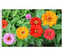 Bandiera Colorful Flower Zinnia Nature Stagione Bandiera Resistente Alle Intemperie 2 Occhielli Metallici Striscione All'Aperto, Per Balcone, Celebrazioni, All'Aperto Al Coperto, 90x150cm