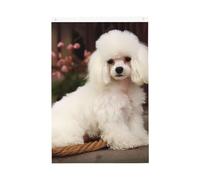 Bandiera da giardino di benvenuto con barboncino francese, 0,6 x 0,9 m, double face, non sbiadisce, per casa, cortile, cortile, veranda, prato, decorazione esterna