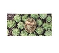 Bandiera natalizia stampata con ricci, cactus, colorata, ideale per giardino, bar e riunioni di amici