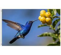 Bandiera Per Barca Hummingbird Bird Berries Sunny Summer Day Spring