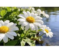 Bandiera Personalizzata Spring Summer Flower Flowers Daisies In Green