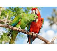 Bandiera Personalizzato Green And Red Macaws Parrot Birds Wild Animal In