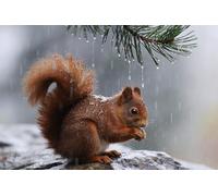 Bandiera Personalizzato Red Squirrel In The Rain Bandiera Personalizzata