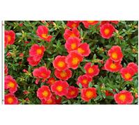 Bandiera Spring Summer Flowers Red Petal Flower Purslane Plant Bandiera Della Brezza 2 Occhielli Metallici Prova Di Sbiadimento Striscione All'Aperto, Per Balcone, Giardino, 90x150cm