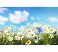Bandieras Da Cortile Spring Summer Daisies And Butterfly Macro In Field Bandiera Garden Alta Qualità Divertente Bandieras Per Esterni Spiaggia Veranda 90X150 CM