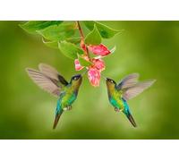 Bandieras Da Cortile Two Hummingbirds With Pink Flower Spring Birds Divertente Bandieras Tutte Le Stagioni Bandiera Garden Per Spiaggia Prato Patio 90X150 CM