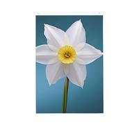 Bandiere con narcisi bianchi per esterni, 7,6 x 9,6 m, stampa verticale su entrambi i lati, bandiere da giardino per esterni, striscione per vacanze, con occhielli, bandiera per casa, cortile, per