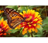 Bandiere Da Giardino Spring Summer Butterfly And Flowers Pride Flag Colore Vivido Bandiera Decorativa Durevole Bandiere Da Cortile Per Festival Prato Esterno 152X90CM