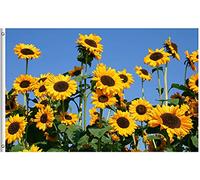 Bandiere Da Giardino Tropical Sunflowers Flowers Blue Spring Summer Plants Field Seasonal Bandiere Da Cortile Durevole Bandiera Dell'Orgoglio Premium Bandiera Decorativa Per Esterno 152X90CM