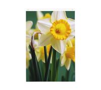 Bandiere di fiori di narciso per esterni, 0,6 x 0,9 m, stampa verticale su entrambi i lati, bandiere da giardino per esterni, striscione per vacanze con occhielli, bandiera per casa, cortile, per