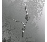 Banfi, Gaia - La Maccaia