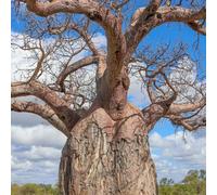 baobab - d'appartamento esotiche decorativi giardino roccioso 80semi