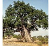 Baobab - del pane scimmie - serra interna resistenti all'esterno, adatte al pieno sole decorazione del giardino raro da rialzata 35semi