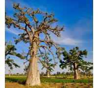 baobab - esotiche giardino decorativi in vaso resistenti 5semi