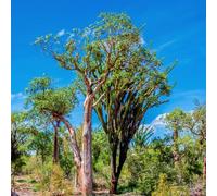 Baobab parterre di balcone decorativo serre balcone semi biologici, perenni resistenti giardino rocce semi 10pcs
