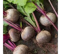 Barbabietola - rampicanti antiche varietà di rare interno resistenti in vaso giardino roccioso copertura del terreno biologici, 600semi