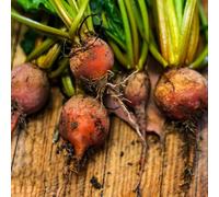 barbabietola ufficio balcone resistenti ornamentali verdi resistenti vaso semi di varietà antiche vaso balcone 550pcs