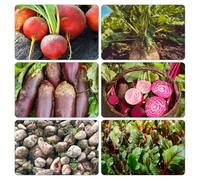 barbabietola verdi balcone rialzato letto invernali semi di appartamento vaso ufficio vaso di al coperto 800pcs