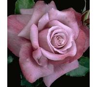 Barbara Streisand Lavender Rose 5 Seeds:Seeds : Package Contains seeds