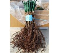 Barbatella di vite innestata UVA FRAGOLA NERA (1)