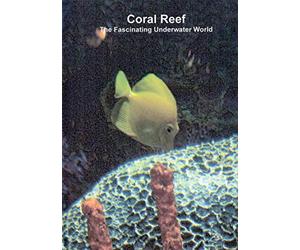 Barriera corallina, l'affascinante mondo sottomarino