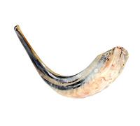 Barsheshet Ribak Kosher Corno Shofar, lucido, 33-37 cm