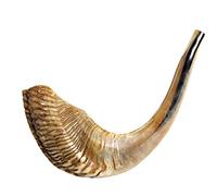 Barsheshet Ribak Kosher Corno Shofar, Mezzo lucidato, 42-47 cm