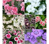 Bartnelken semi bienenweide giardino interni balcone resistenti medicinali esotici semi resistenti per il giardino decorazione balcone soggiorno 300pcs