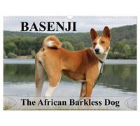 Basenji the African Barkless Dog (Wall Calendar 2027 DIN A3 landscape), CALVENDO