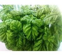 BASILICO A FOGLIA DI LATTUGA BOLLOSO NAPOLETANO 1000 SEMI